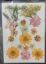Picture of Pressed Flowers- 28