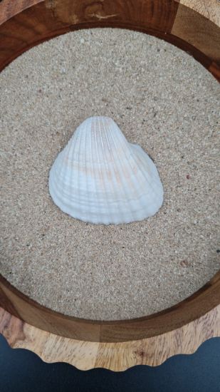 Picture of Natural Sea Shells  Big White Mermaid