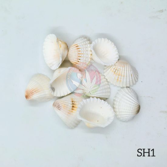 Picture of Natural Sea Shells 1
