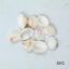 Picture of Natural Sea Shells 1