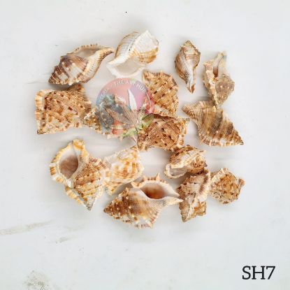 Picture of Natural Sea Shells 7