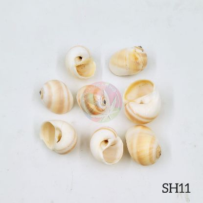 Picture of Natural Sea Shells 11