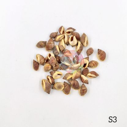 Picture of Natural Sea Shells - Mini shells 