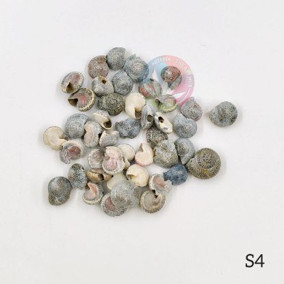 Picture of Natural Sea Shells - Mini shells  